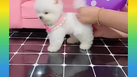 Cute dog