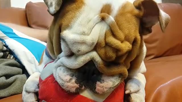 English Bulldog confuses her toy for a pacifier