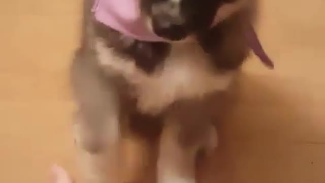 funny & cute animals