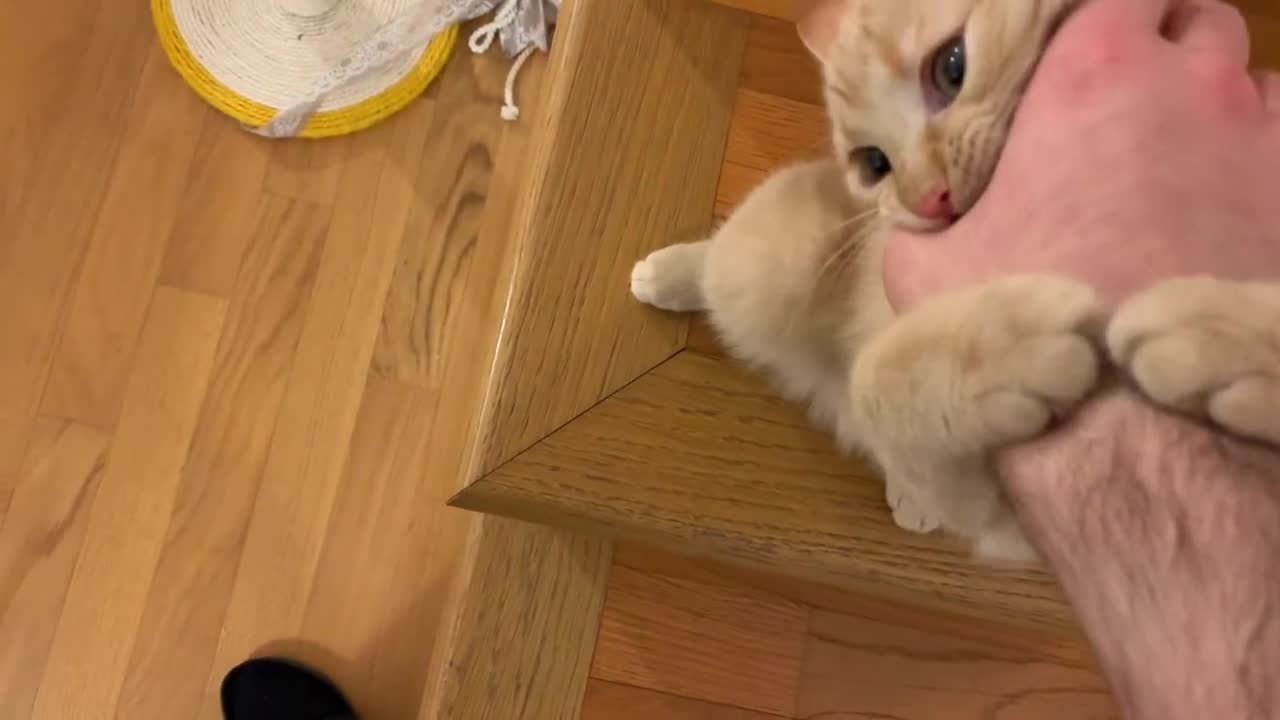 Cute cats|Funny cat videos