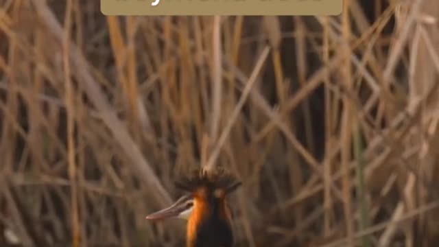 Whosgonnastopthispairofgreatcrestedgrebes?