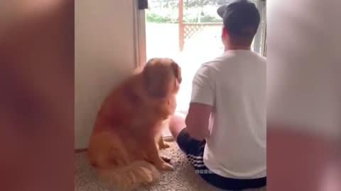 The dog spends a leisurely afternoon with its owner