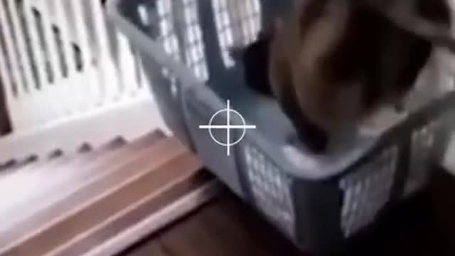 funny cat compilation #shorts