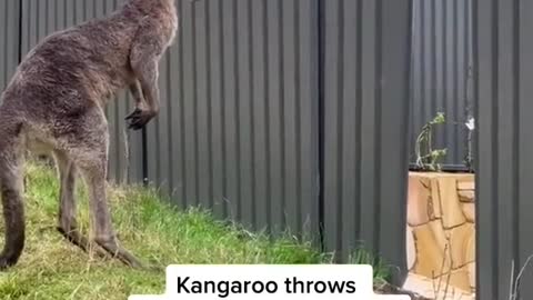 Kangaroo throws opponent through fence