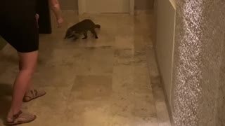 Girl Gets Coati Curious