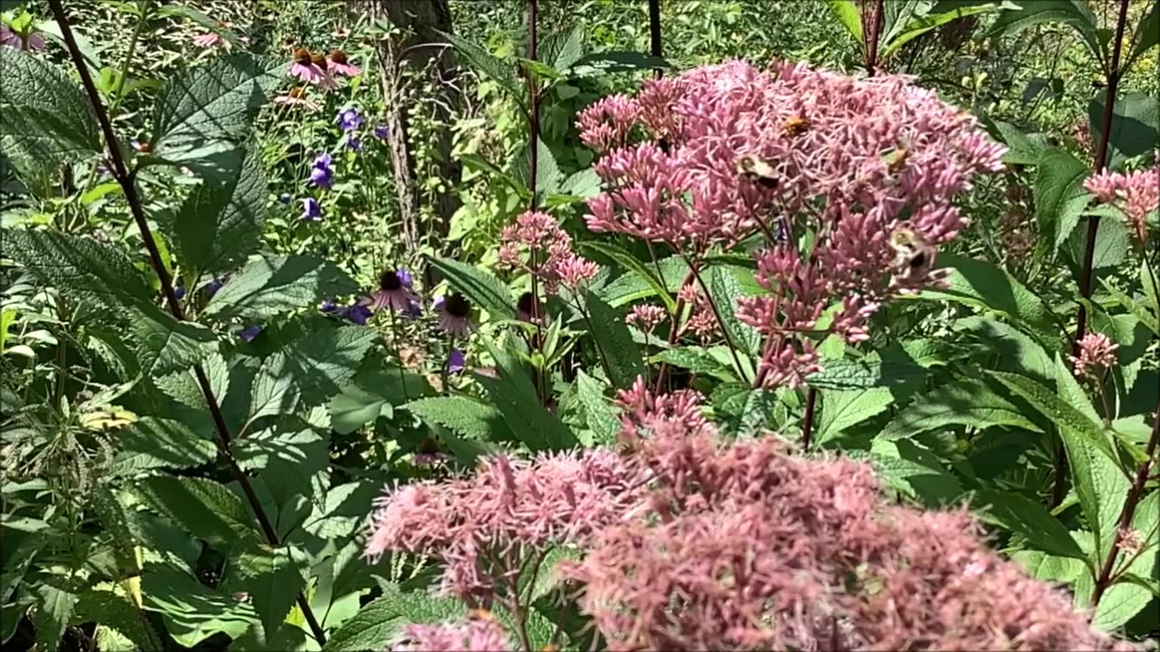 A Statement Piece Joe Pye Weed August 2022