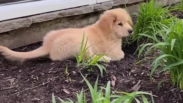 cute puppy