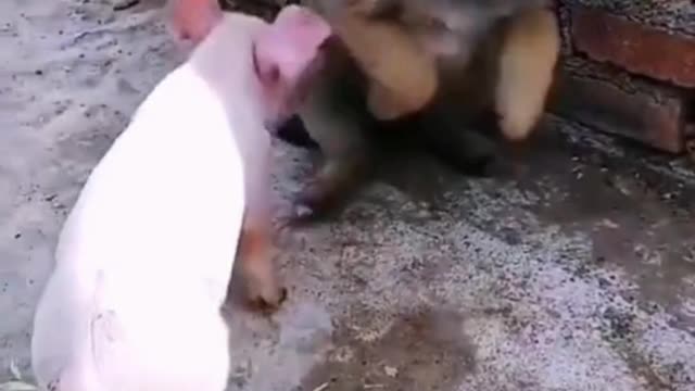 Funny fight between pigs and dogs