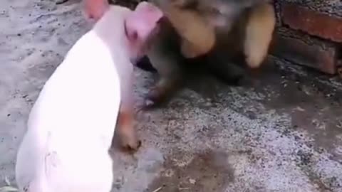 Funny fight between pigs and dogs