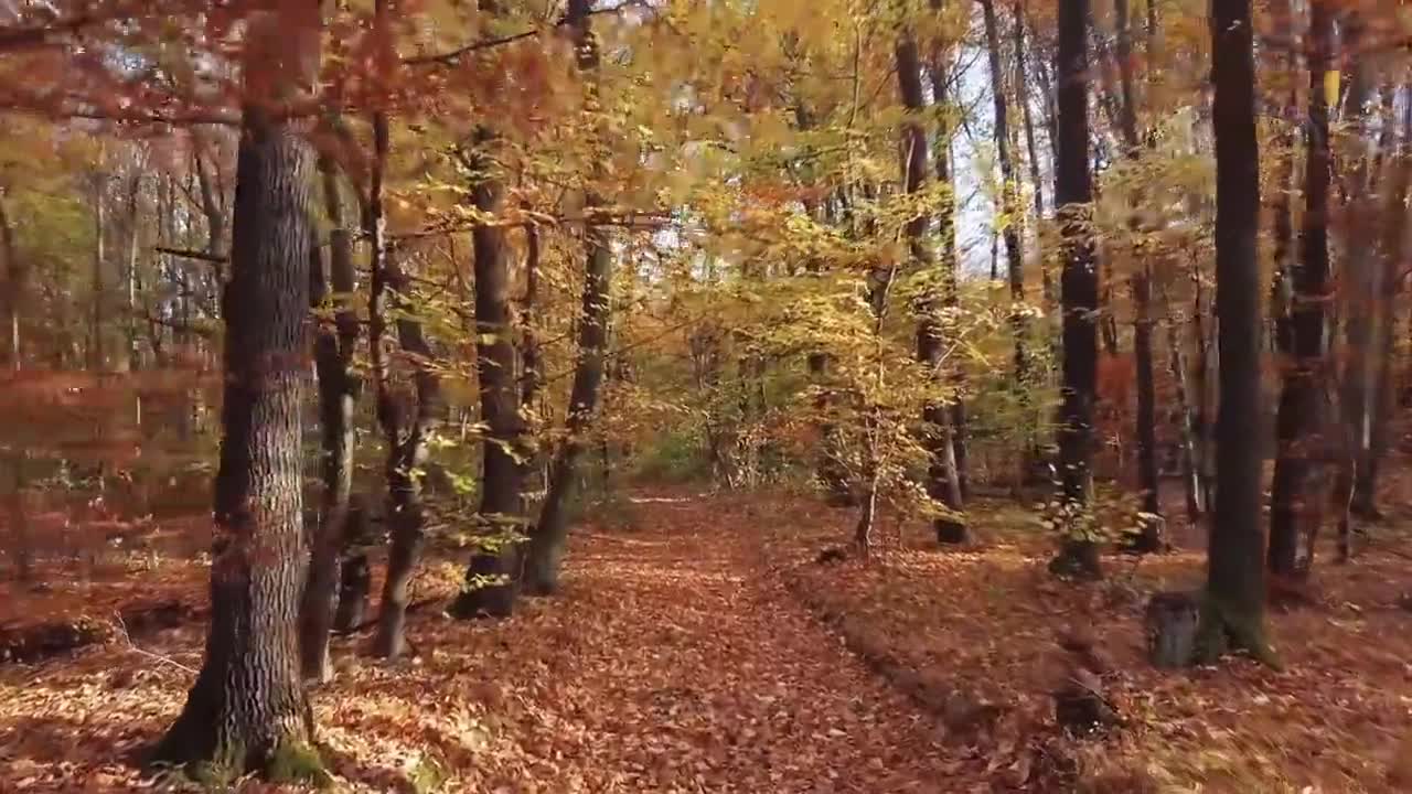 Enchanting Autumn Forests with Beautiful Piano Music