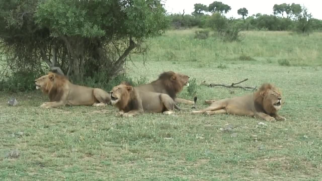 4 roaring male lions.mp4