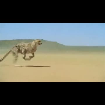 The fastest animal on earth