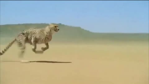 The fastest animal on earth