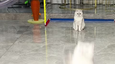 Playing football for cats