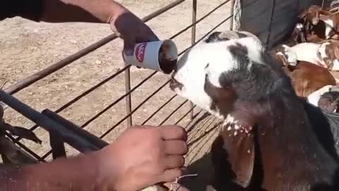 The Goat drinks coffee