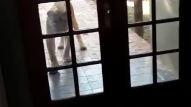 Lion Tries Entering Restaurant Full of Tourists!