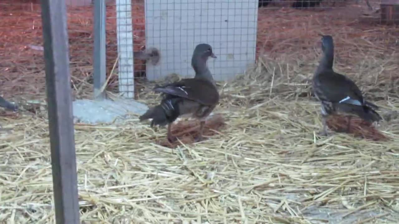 Bobwhite and Valley quails