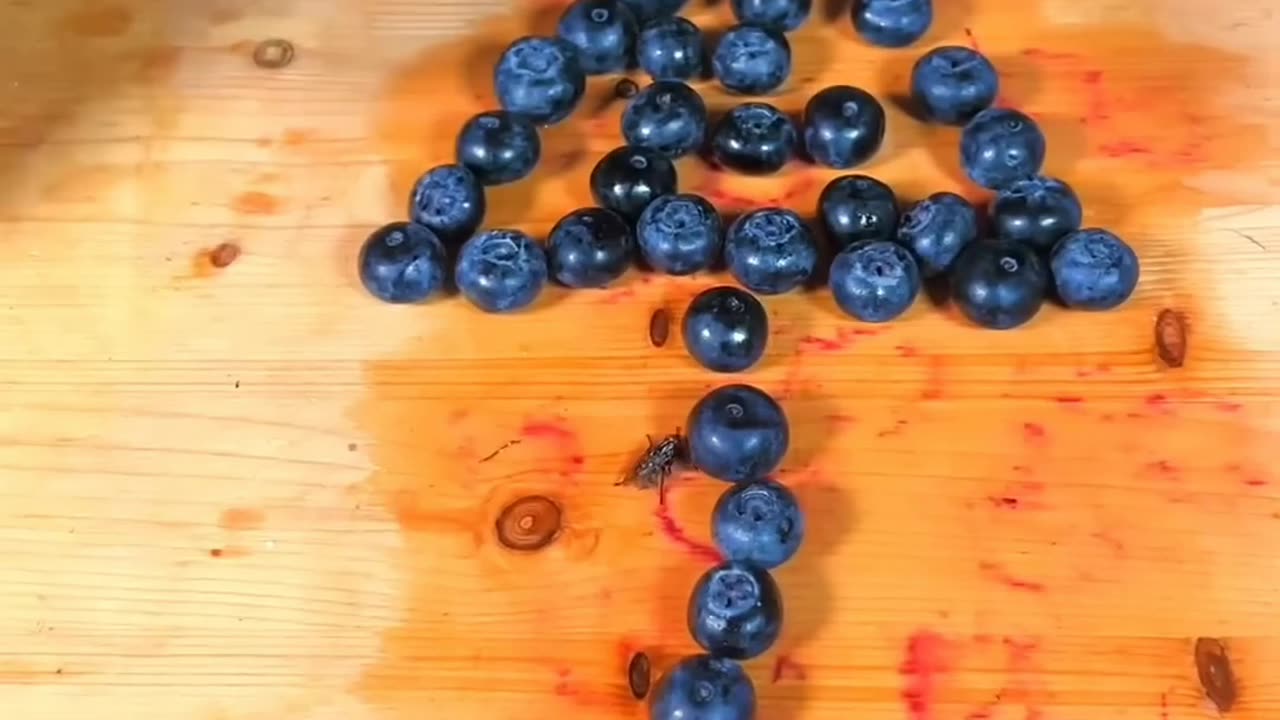 Gouees how many Blueberries 🫐a human can stand on!😳