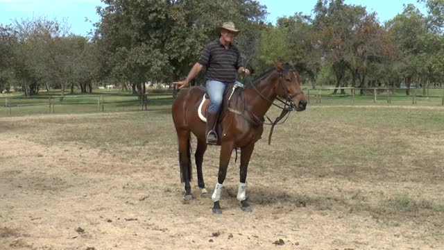 Horse Training Video