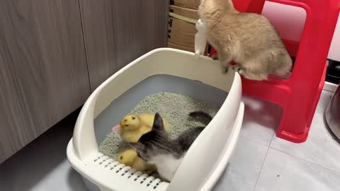 The little duck fell madly in love with the kitten's life！