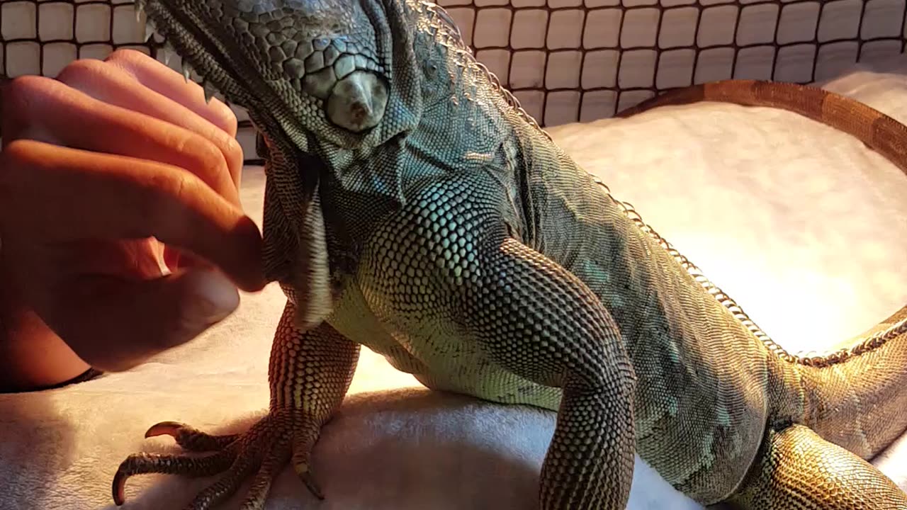 Green Iguana Love?!