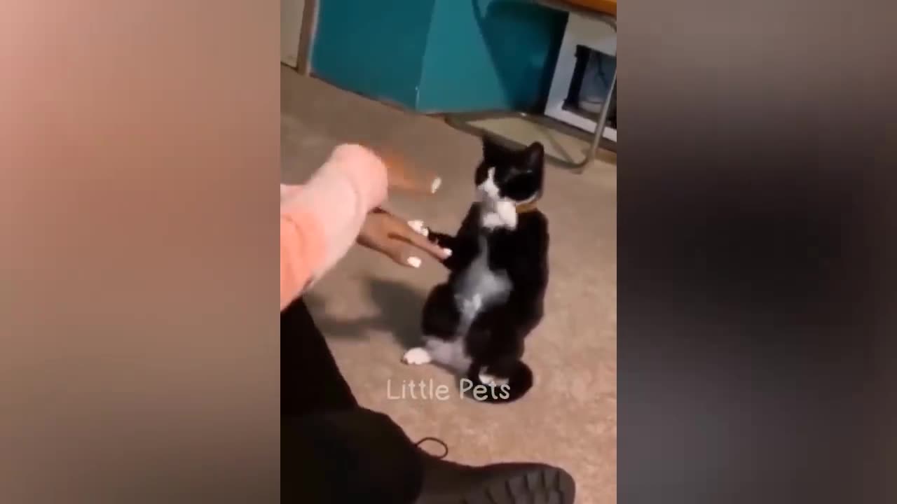 Funniest Animal 2023 ππ Best Cats and Dogs videos πΆπΈ