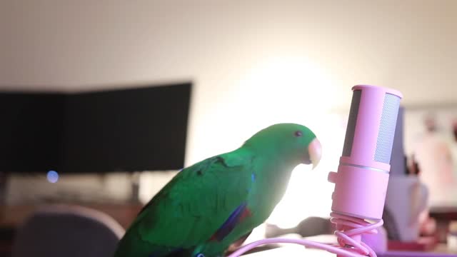 birds whisper into micriphone