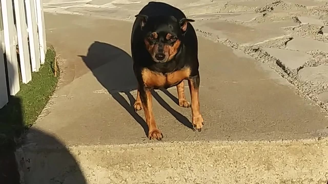 Funny Dog In Sunny