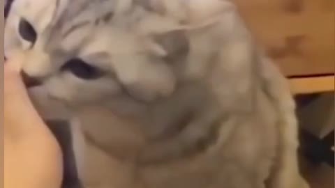 Funny cat at the best