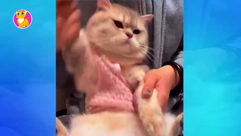 Funniest Animals 2024 😂 Funny Cats and Dogs 🐶 _ Funny Animal Videos Compilation _ #FunnyCats