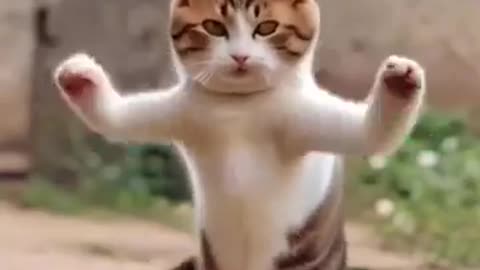 cute cat dancing very funny