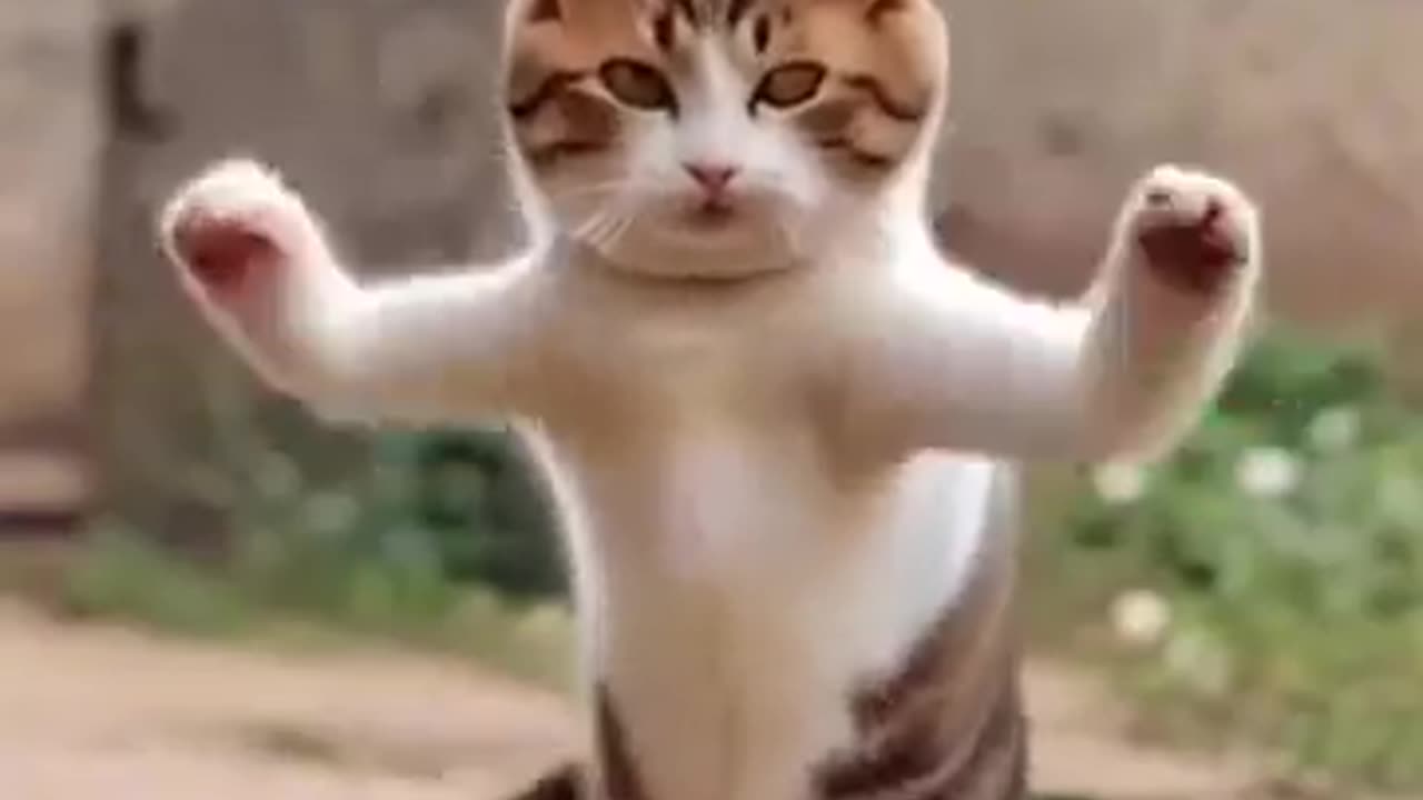 cute cat dancing very funny