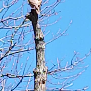 Red tail Hawk