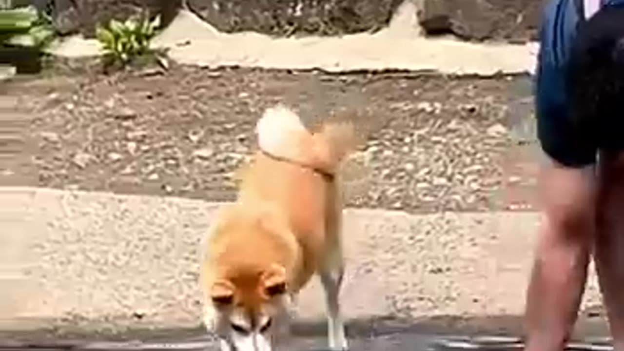 animal