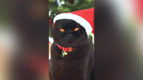 New Year's funny animals compilation 2023_funny cat video.mp4 #rumble