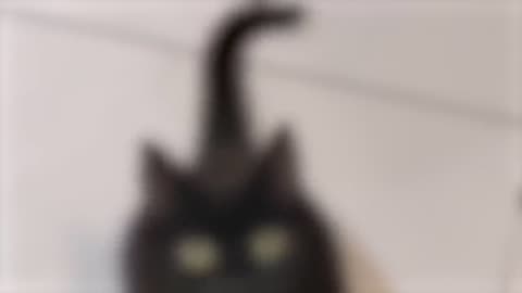 Funny animal