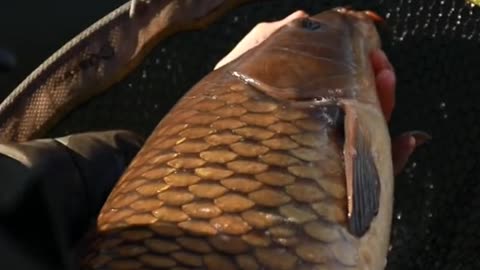 Phil on the method feeder, anyone get a bend in the rod recently