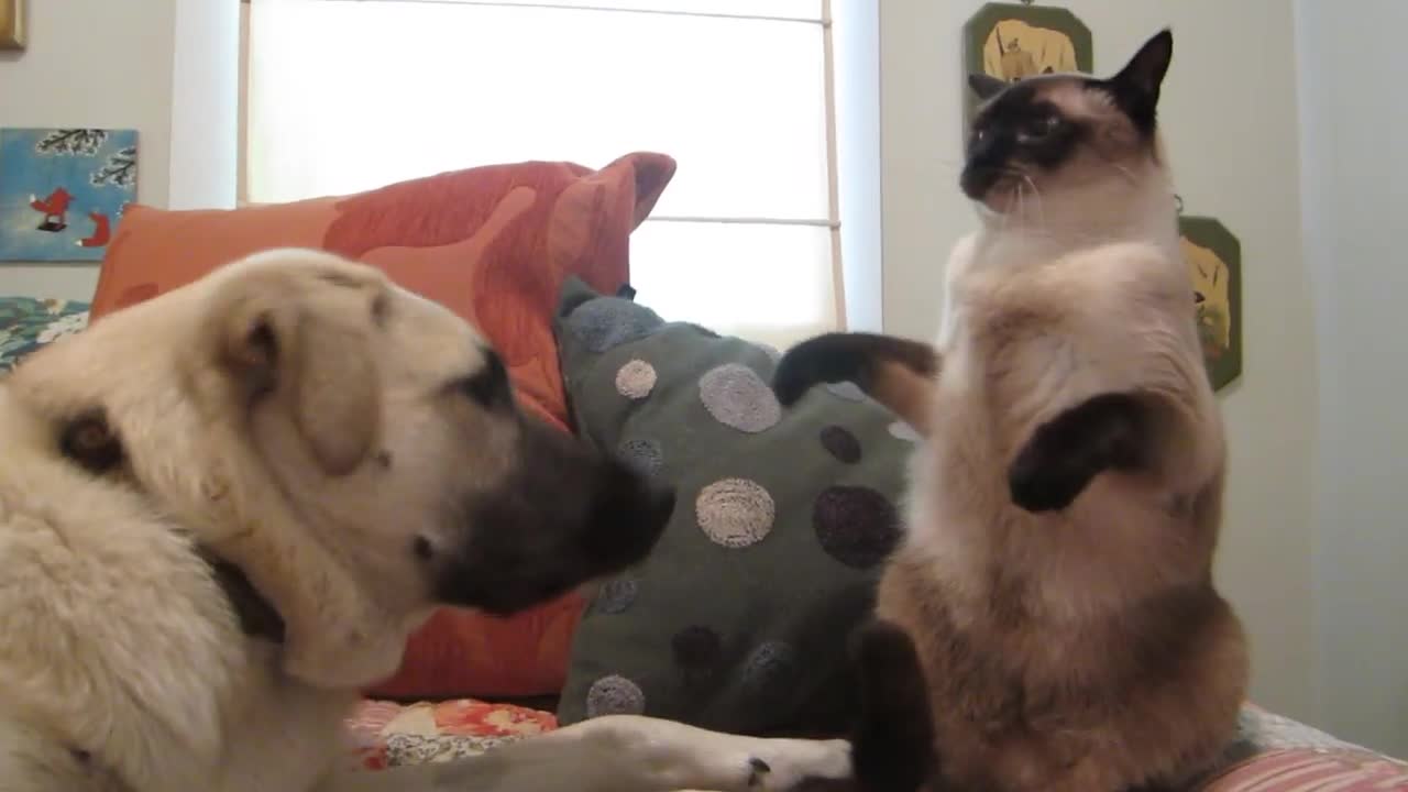 Cat boxing dog. Who wins? 🐱 vs 🐶