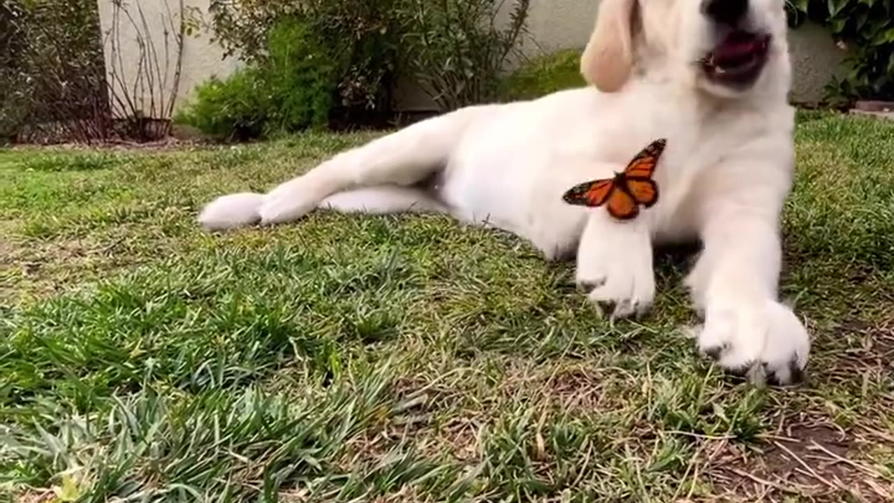 Dog and Butterfly: A Playful Dance of Nature's Wonders