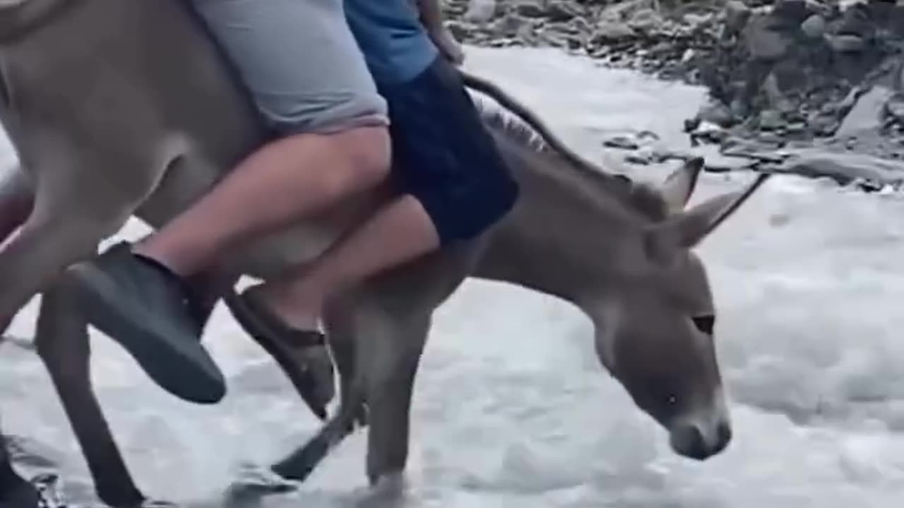 Funny video