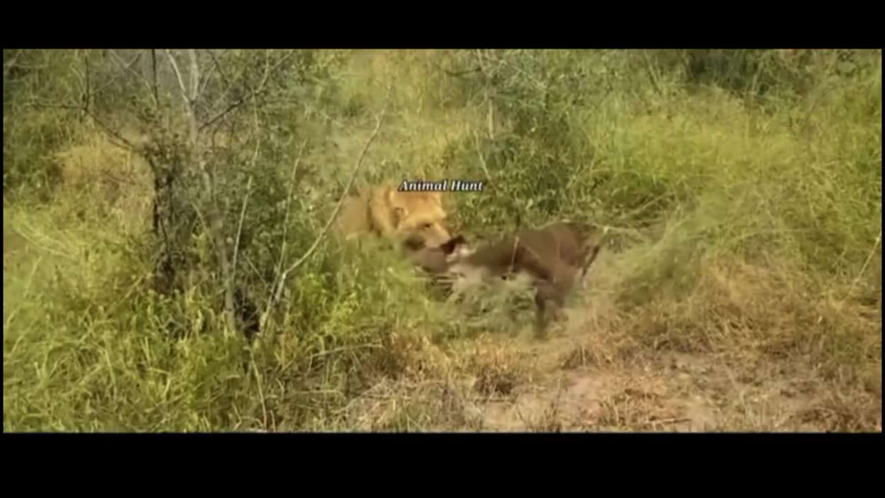 Lions attack