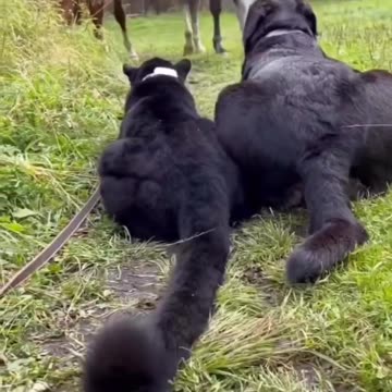 Black Jaguar and dog friendship|Funny animal videos| try not to laugh