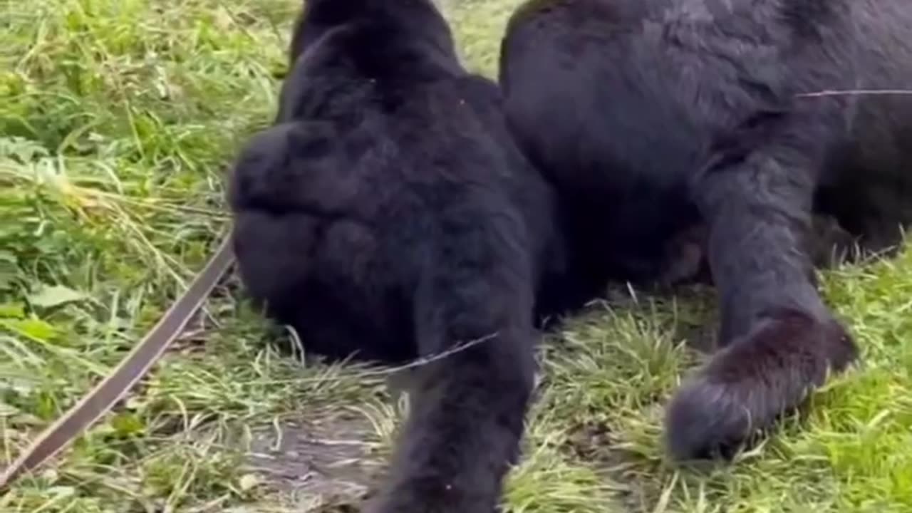 Black Jaguar and dog friendship|Funny animal videos| try not to laugh