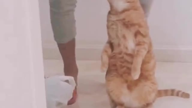 More cute kittens when the full moon, legs are still unstable,