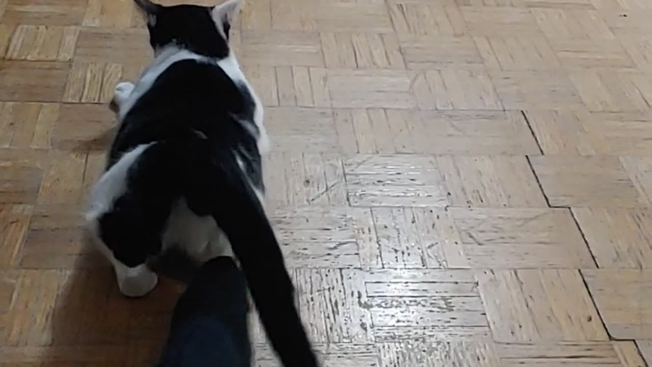 Cat playing with my feet