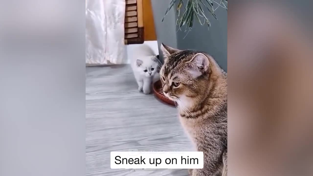 Funny Cats Videos