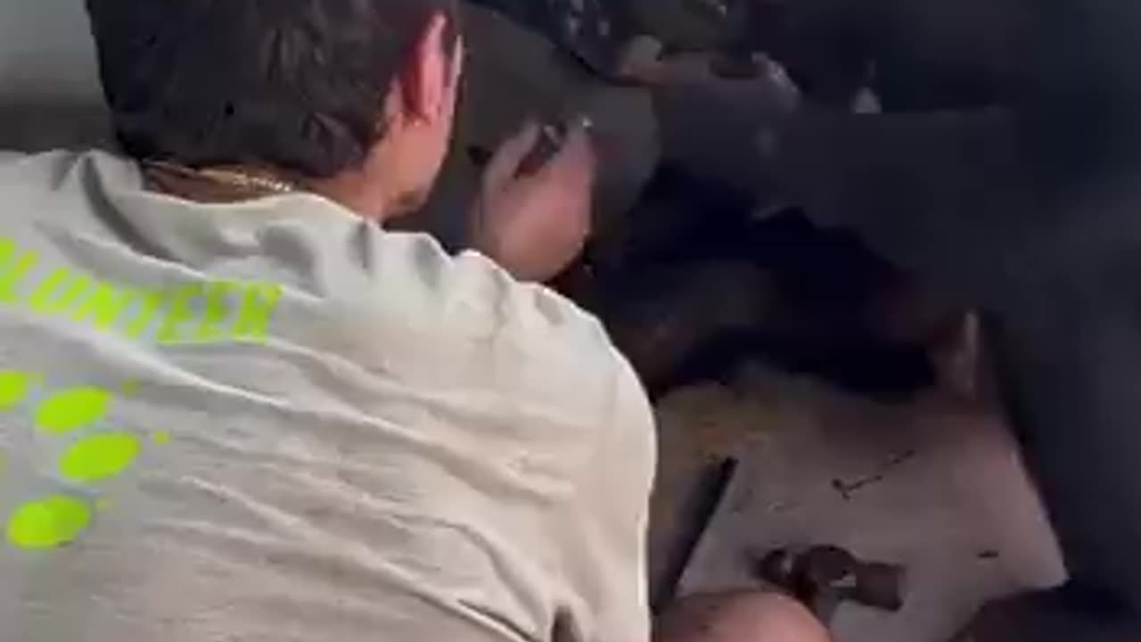 Mr. Monkey Mechanic in Action