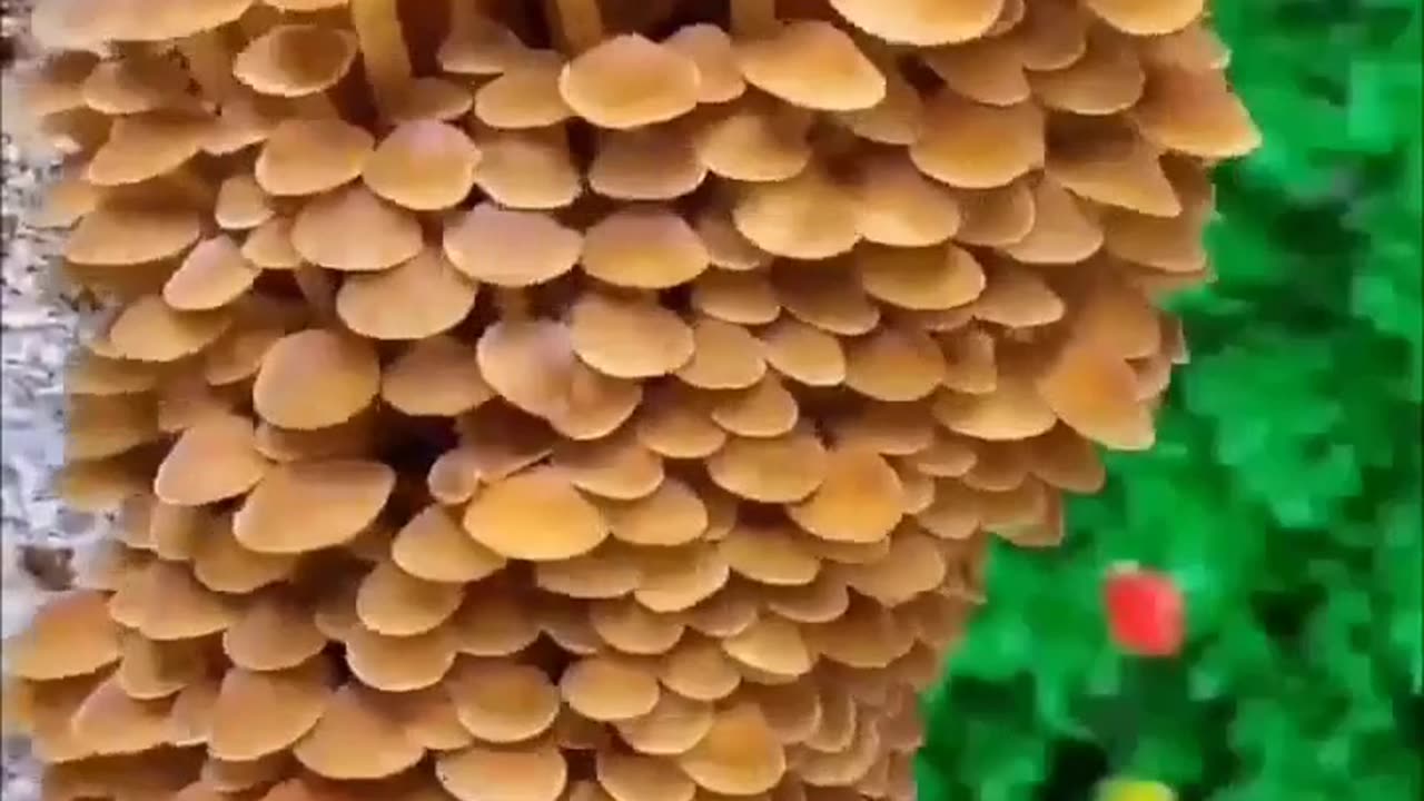 Mushrooms