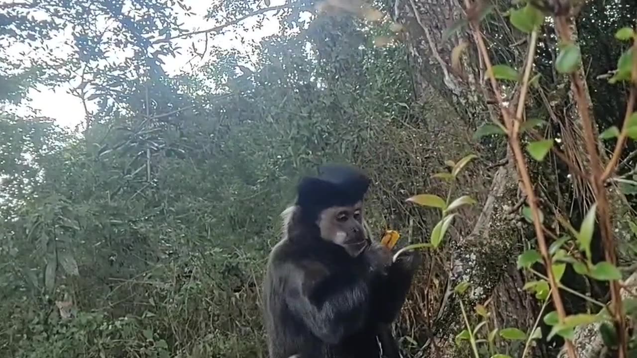 Me amigo macaco