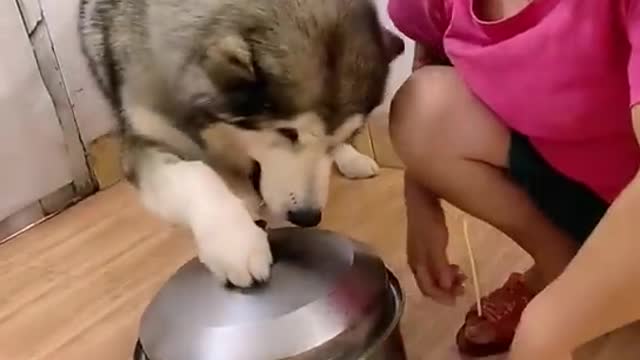 Husky: The dog worry about her baby, Don't mistreat my lovely babies